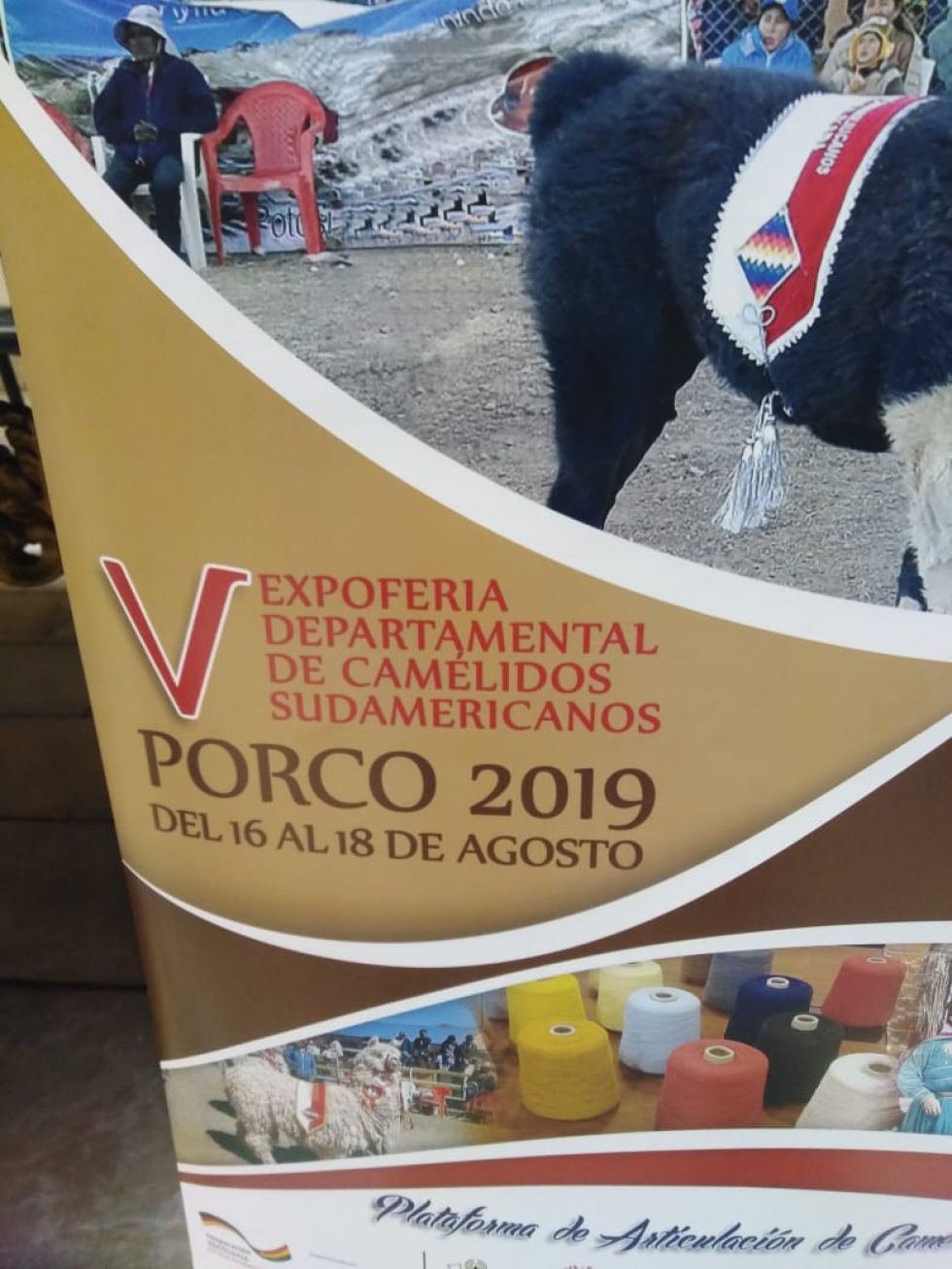 Lanzan la V Expo Feria Departamental de Camélidos municipio de Porco