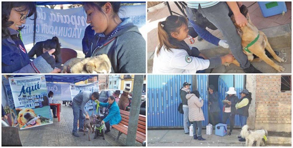 Vacunación antirrábica llegó al 50 % el primer día en el municipio