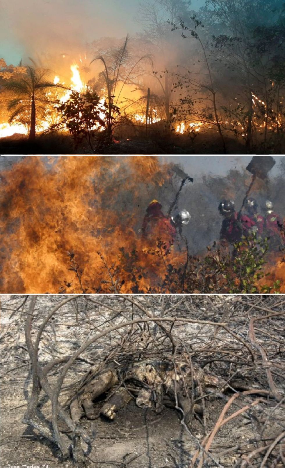 Los incendios afectaron a ocho áreas protegidas en todo el país