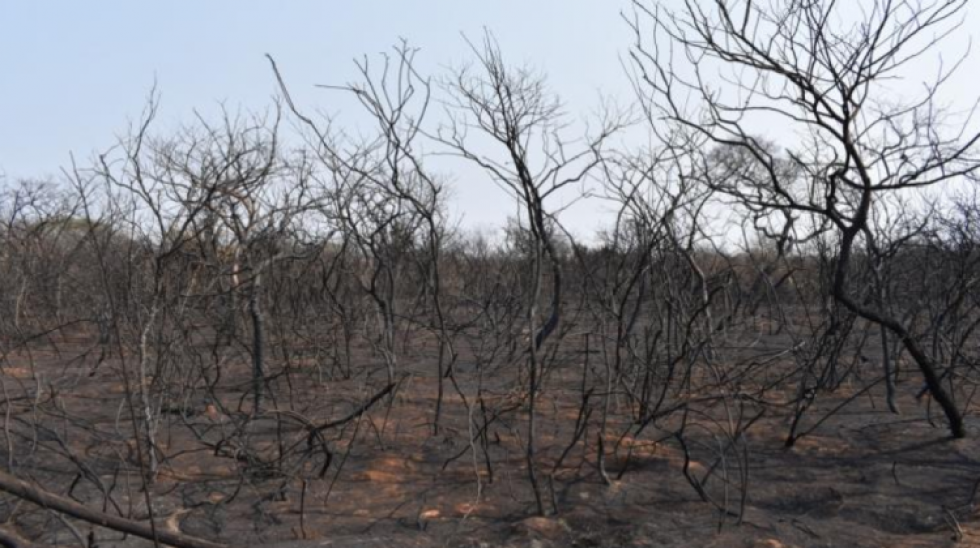 Chiquitania: Estiman pérdidas por $us 1.140 millones por incendios e impacto irreversible 