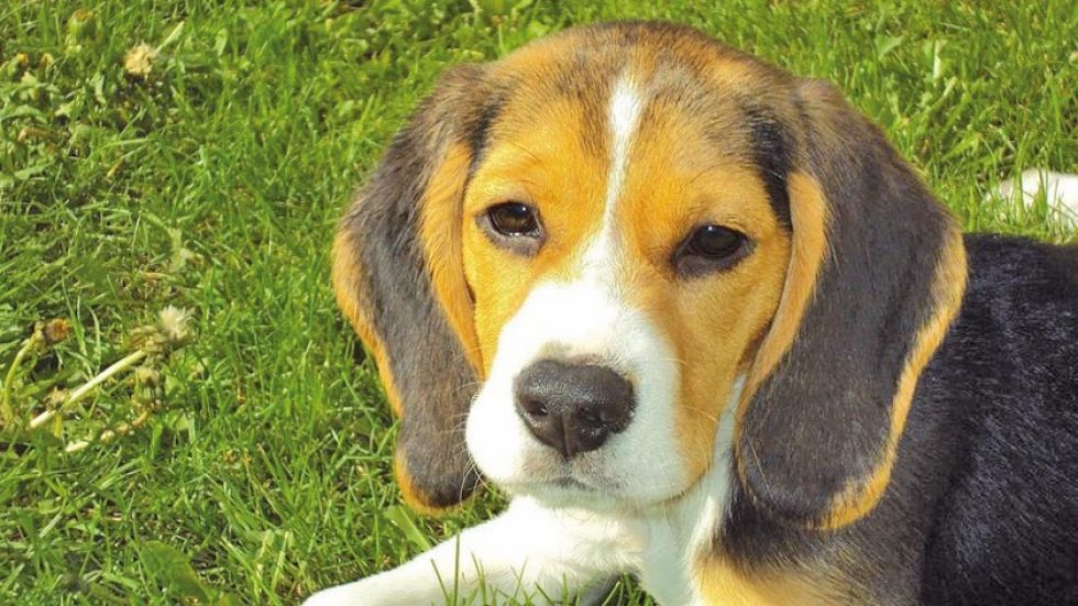 Más de 20 perros mueren por una rara enfermedad 