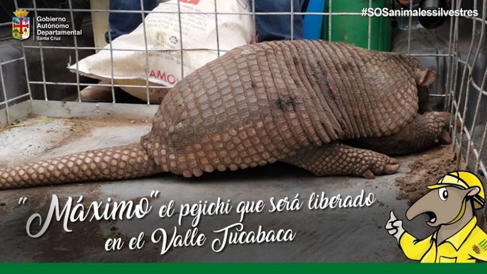Máximo, el tatú gigante, regresó a su hogar verde