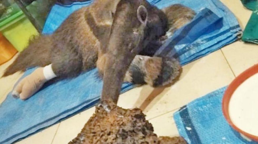Osa Valentina se recupera de forma favorable tras más de 20 días  de  atención
