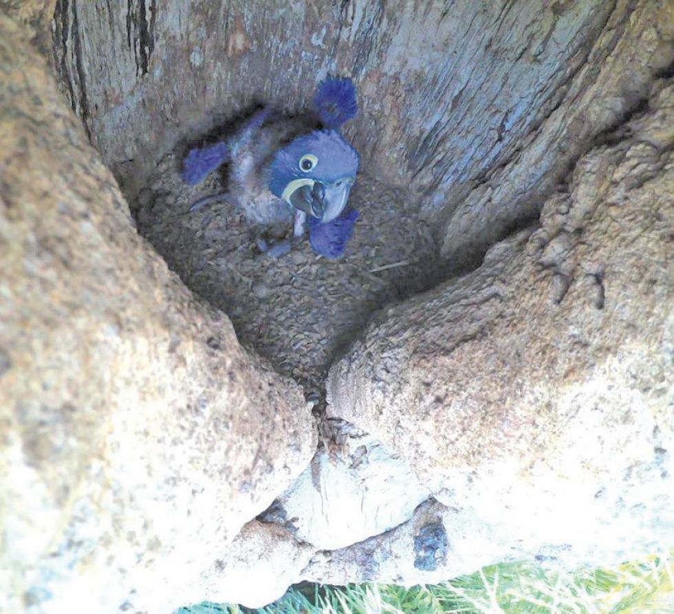 Nacen cuatro parabas azules en San Matías