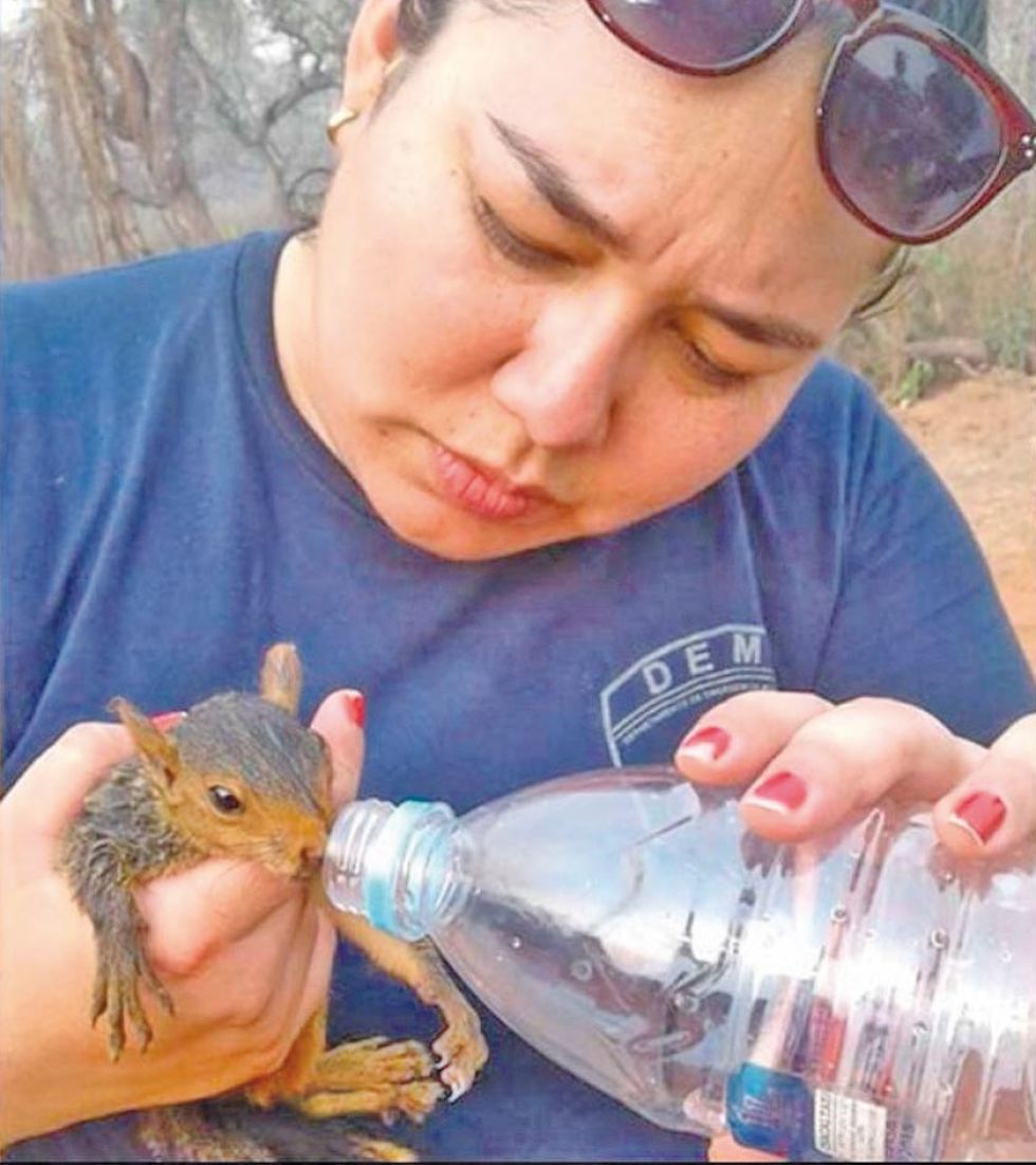 Una ardilla fue rescatada del fuego en la comunidad Candelaria de San Matías
