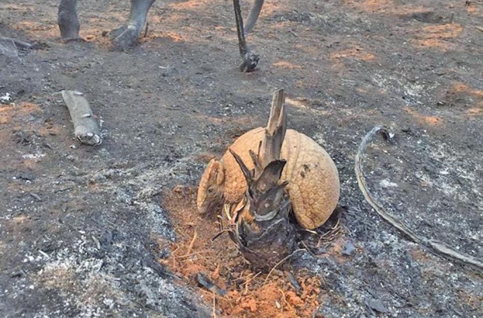 Alertan que "ha muerto el 80 % de toda la fauna"