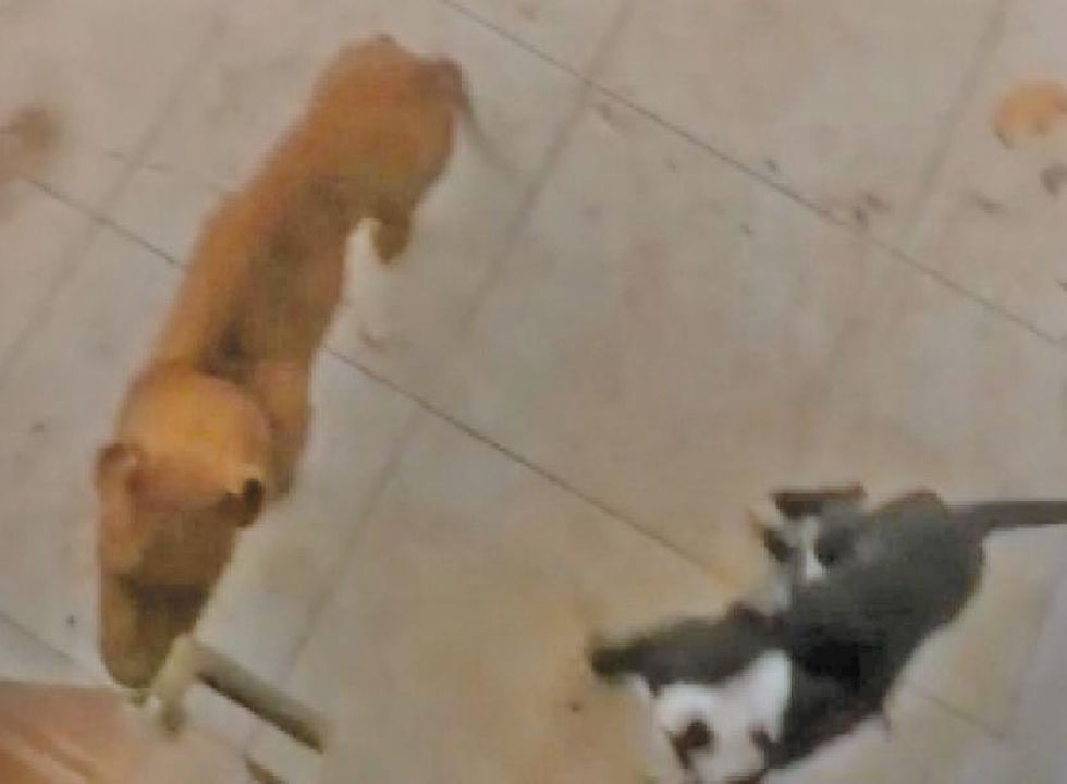 Alcaldía encuentra perros que una portera ocultaba