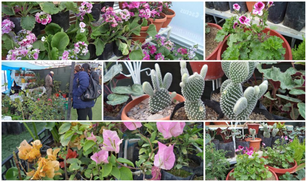 Feria de flores y plantas de altura termina mañana
