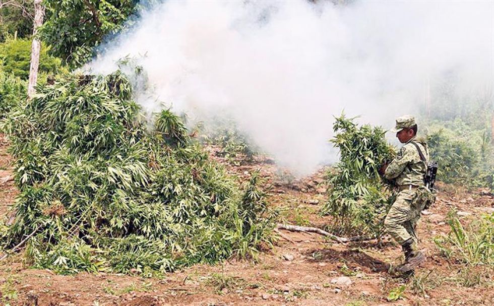 Los narcos producen cada vez más droga