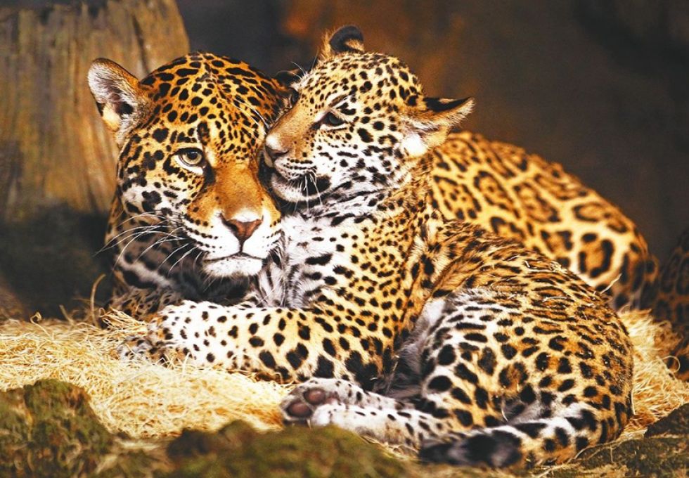 Acuerdan acciones contra la venta ilegal de vida silvestre