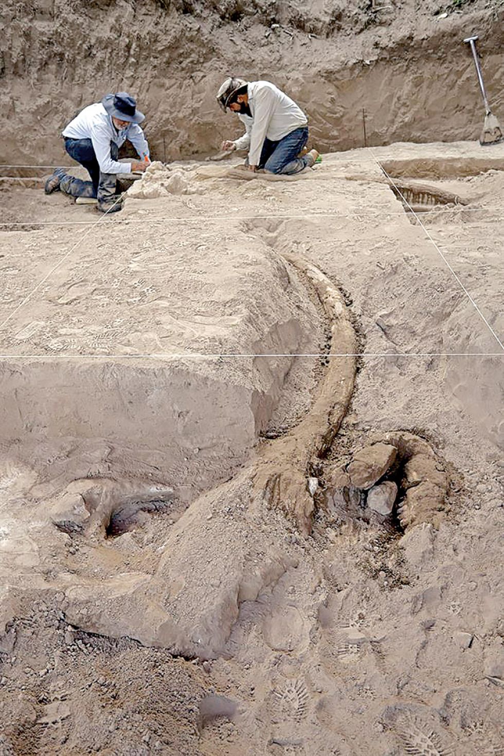 Hallan huesos y colmillos de un gran mastodonte