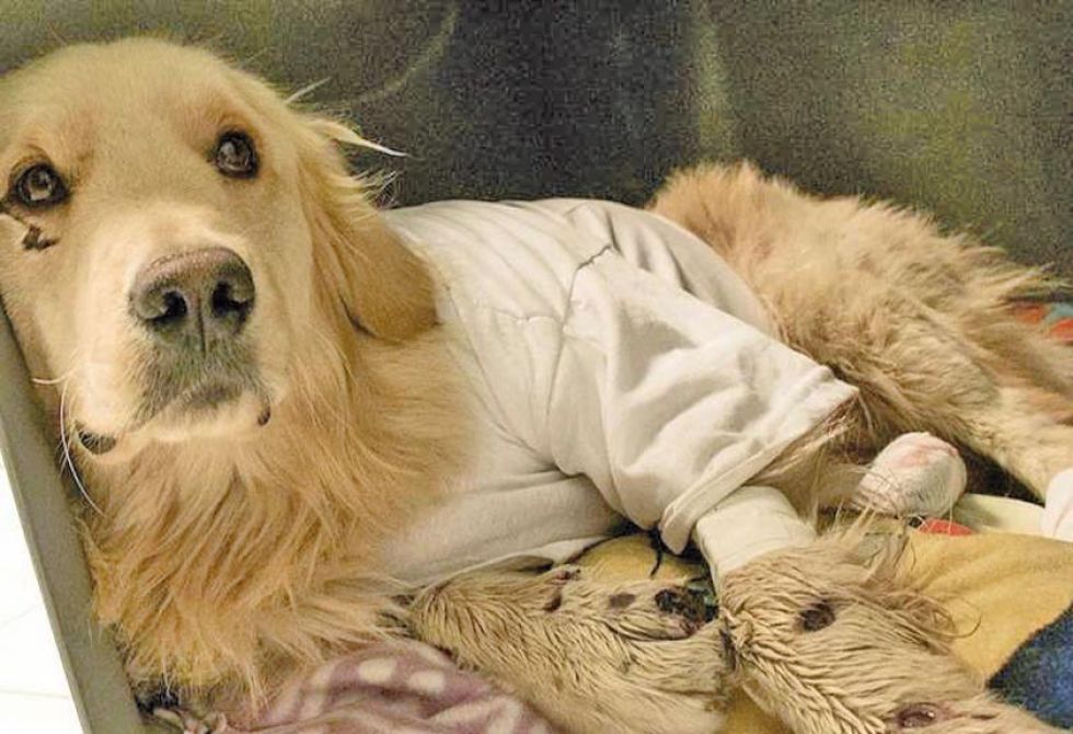 Conductor que arrastró a su perro por 3 kilómetros se salva de ir a la cárcel