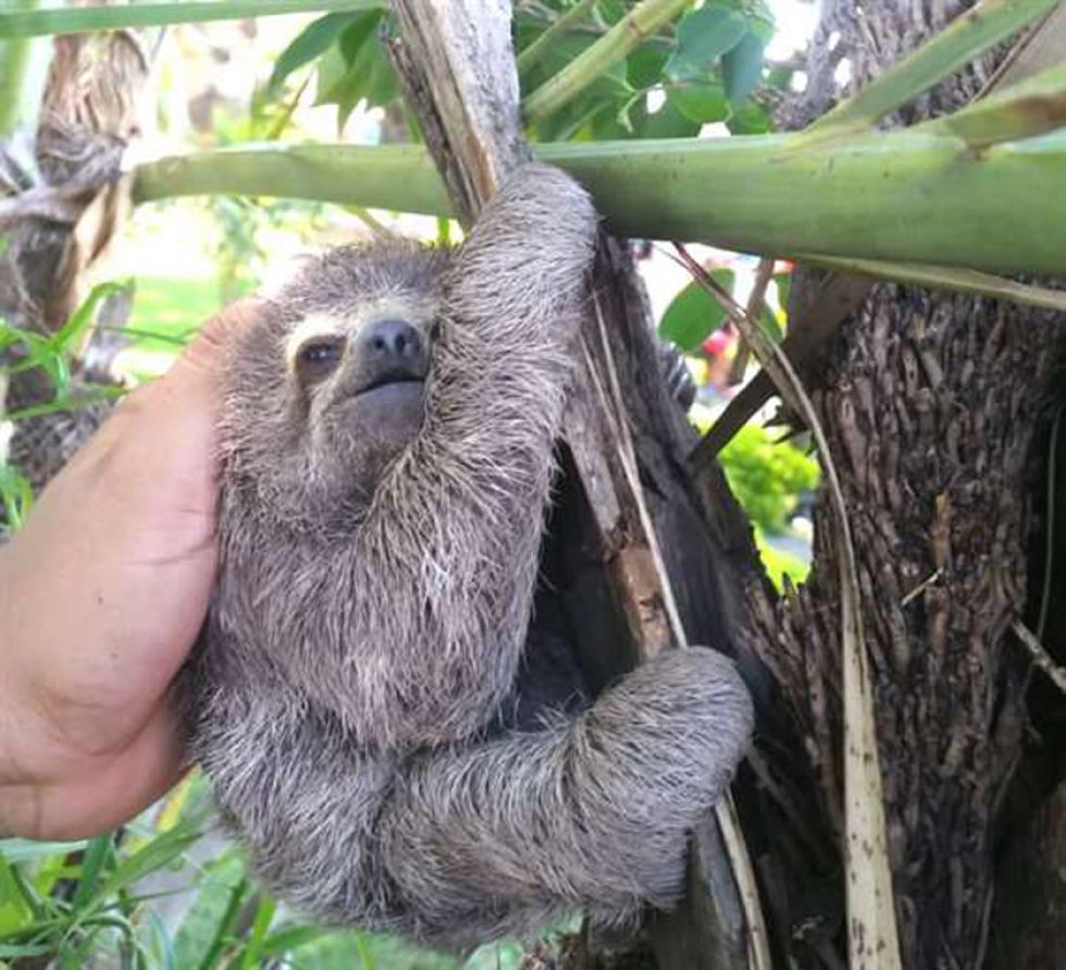 Un perezoso bebé que deambulaba es llevado a su hábitat