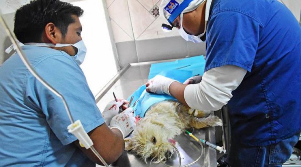 En nueve meses el Cemzoo esterilizó a 1.800 animales