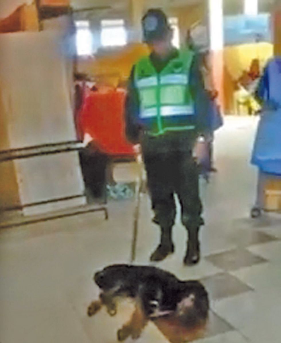 Perro ahorcado fue torturado  antes de morir
