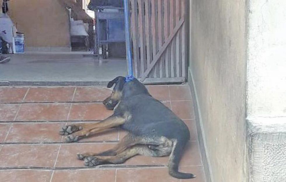No se denuncia un presunto biocidio