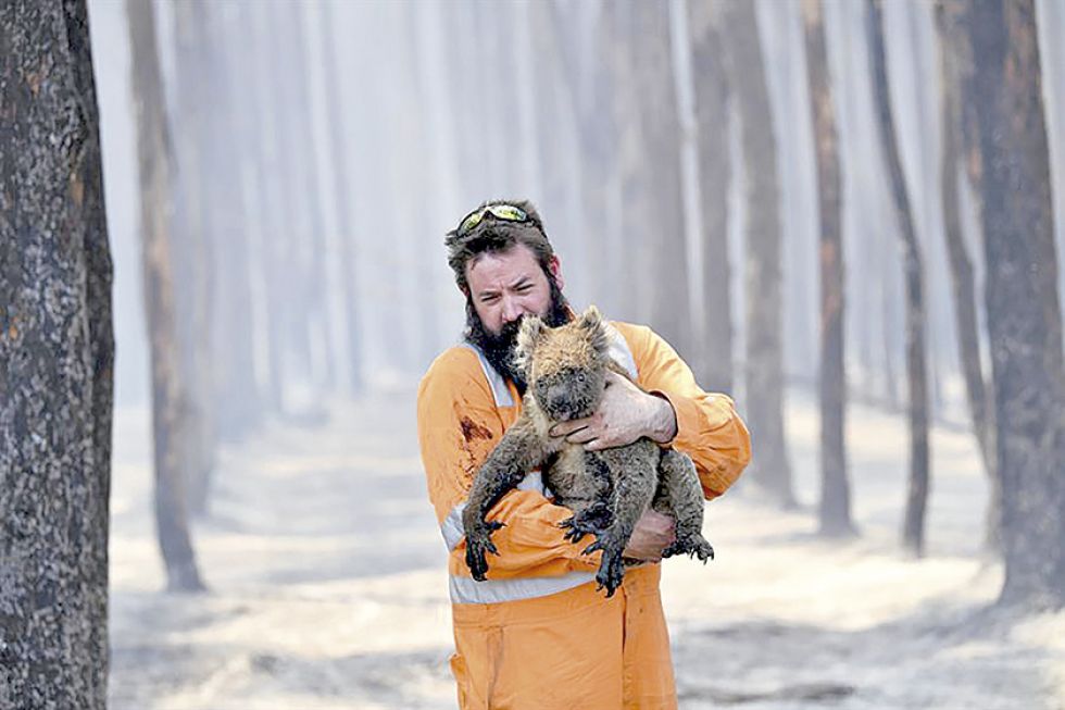 Alertan que koalas están “rumbo a la extinción”