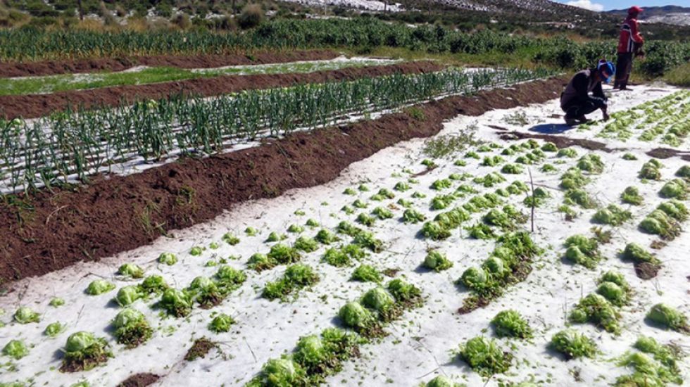El granizo causa daños en las comunidades potosinas