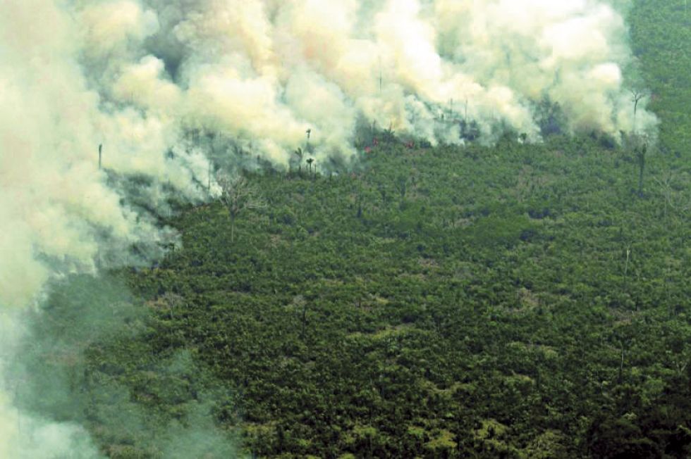 Crece la deforestación en la Amazonía