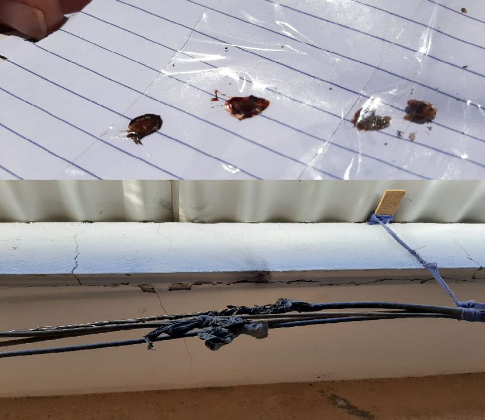 Hallan una plaga de bichos en  celdas y la cocina del penal