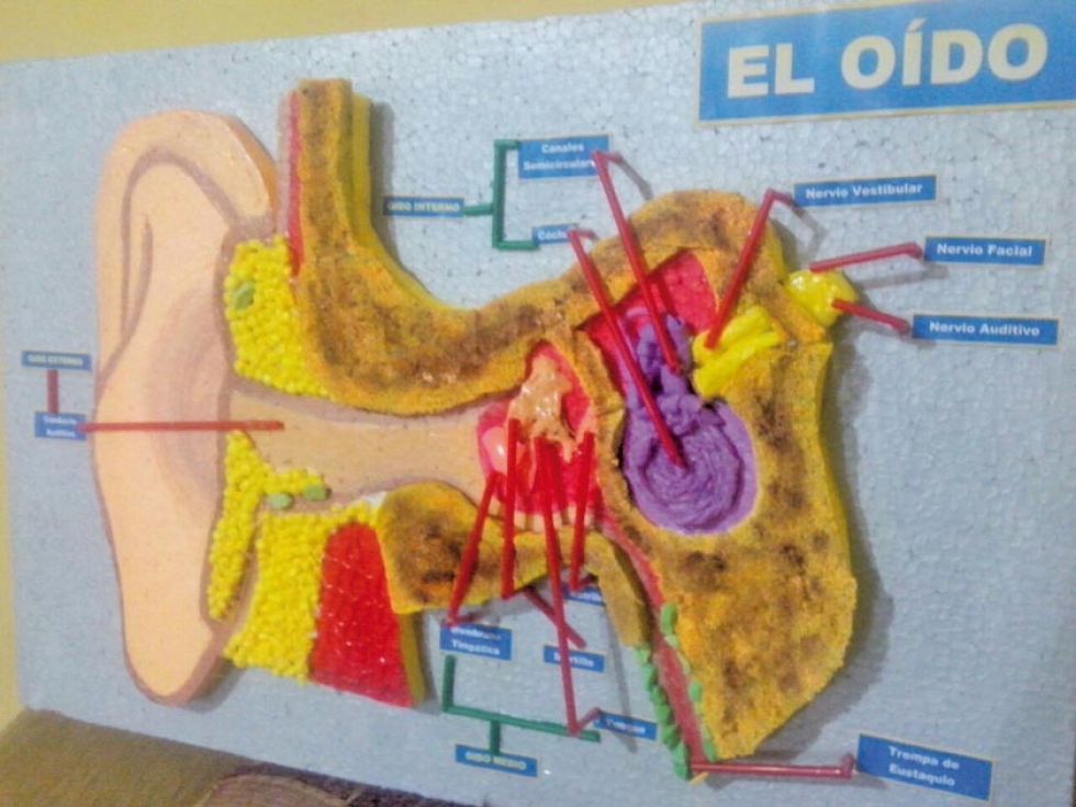 Hoy se desarrolla una feria para cuidar la salud auditiva de las personas 
