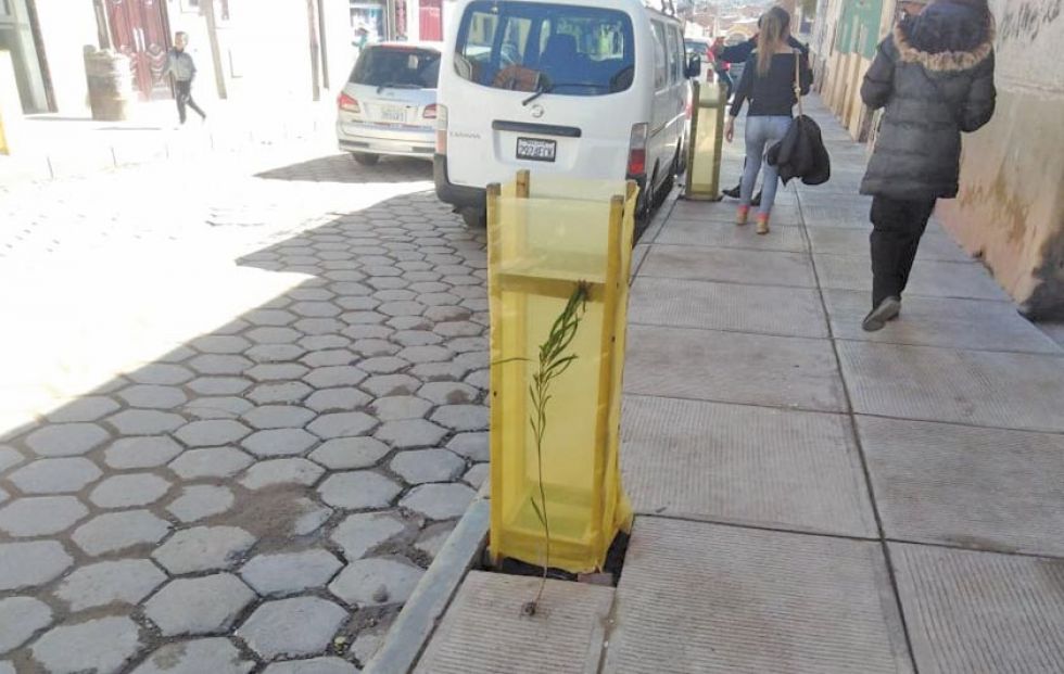 Denuncian la destrucción de más de 200 plantines