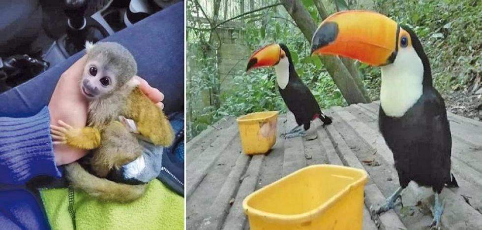 Los albergues de animales silvestres solicitan ayuda