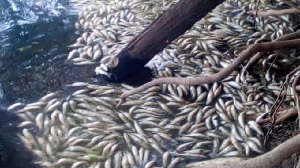 Indígenas Movima denuncian contaminación de ríos y muerte de peces por quemas durante esta emergencia