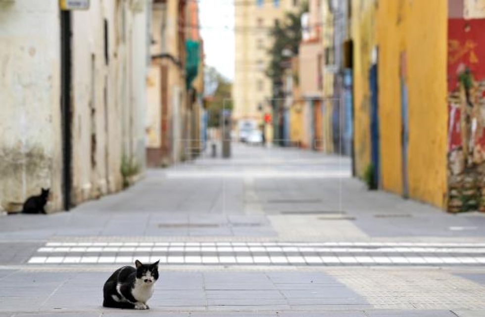 Dos gatos son las dos primeras mascotas que dan positivo de COVID-19 en EE.UU.