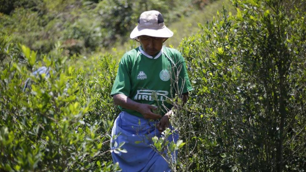 La cuarentena paraliza la destrucción de cultivos ilegales de coca en Bolivia