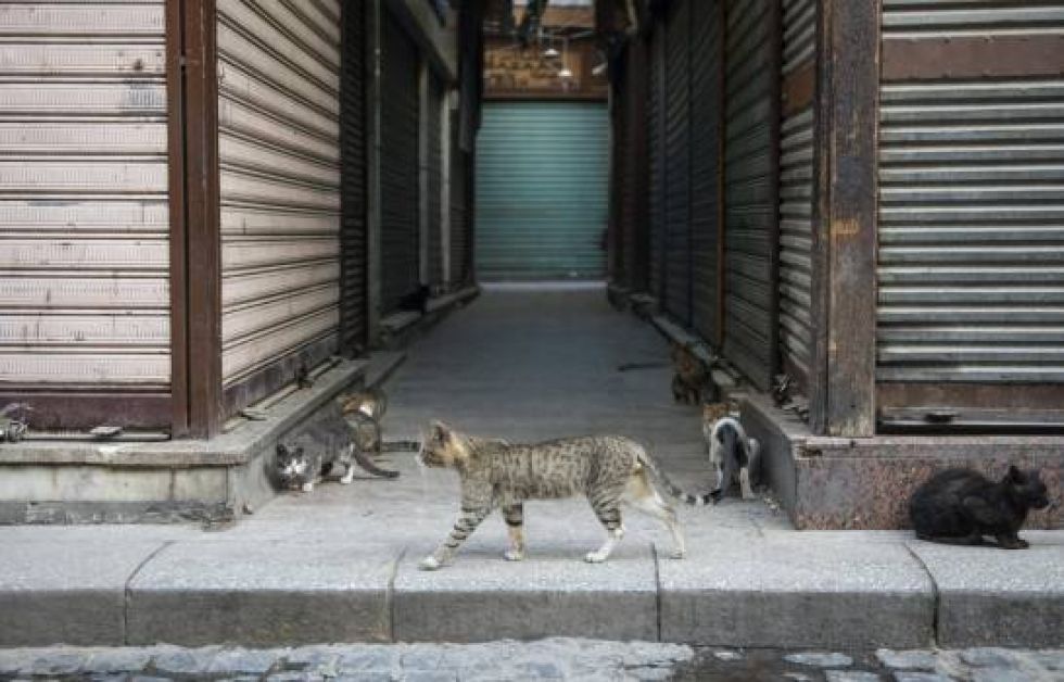 Los gatos son una especie más susceptible al coronavirus, afirma la OMS