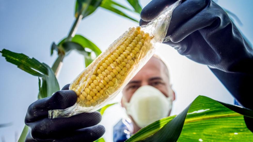 Áñez autoriza pruebas de bioseguridad para cinco cultivos transgénicos