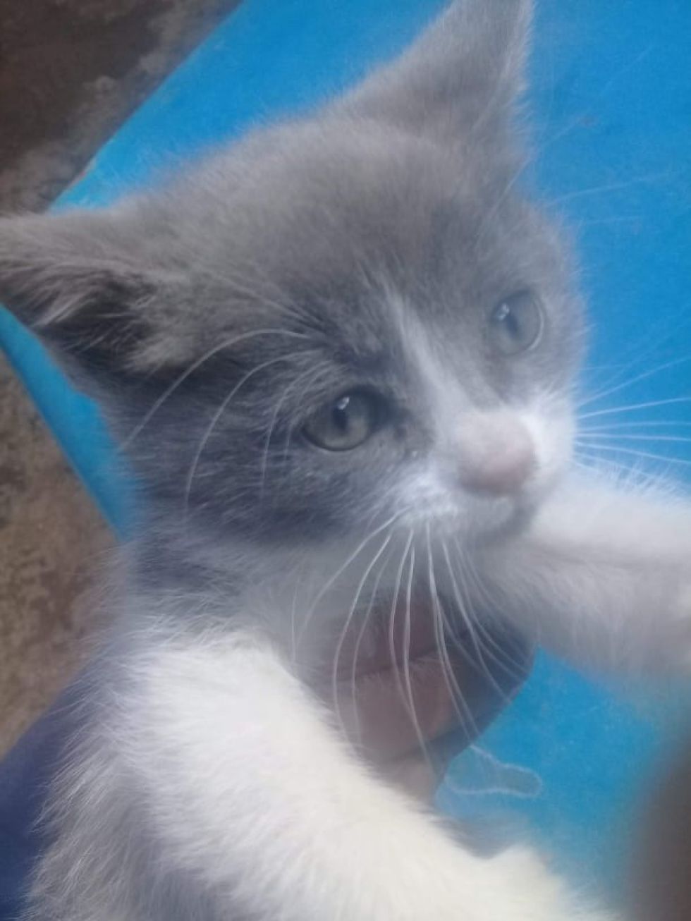 Buscan a gatita “Princesa”, su familia la quiere encontrar