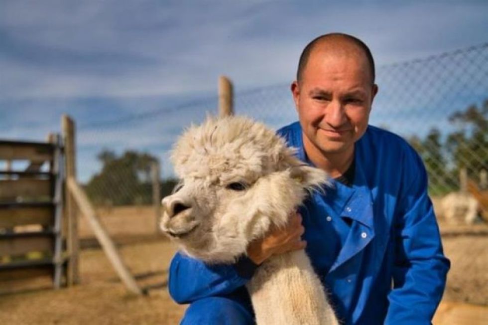Científicos chilenos hallan "fuerte" anticuerpo contra el COVID-19 en alpacas