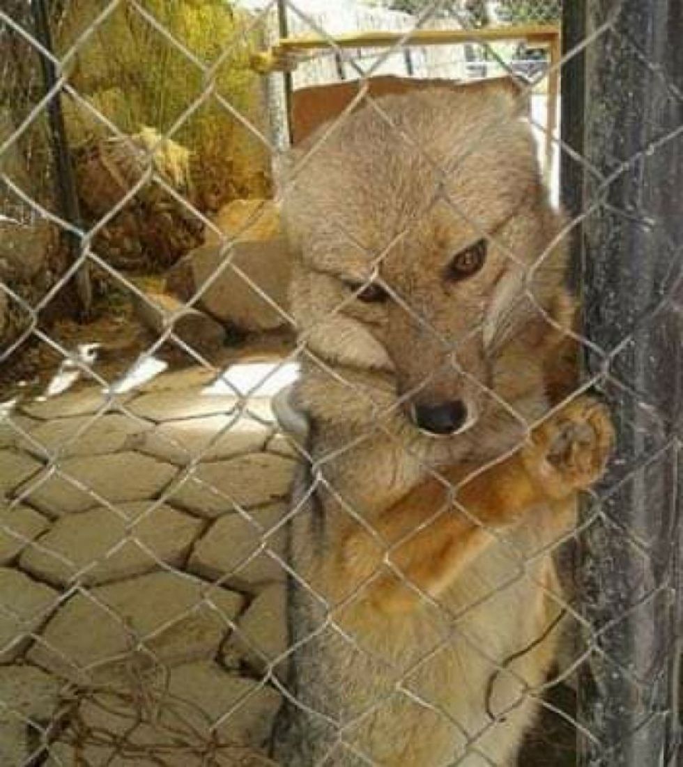 Familiares del zorro Antonio dan un gran paso para alcanzar su tenencia legal