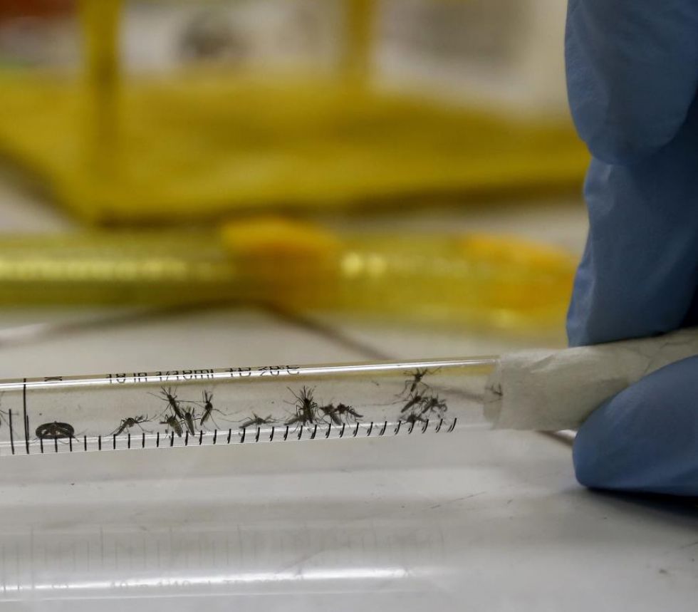 El mosquito no transmite el coronavirus, según Instituto de Sanidad italiano