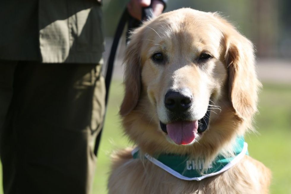 Chile adiestra perros policías para detectar enfermos de coronavirus