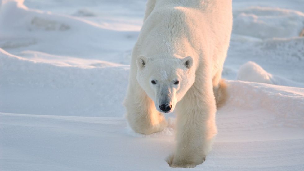 El calentamiento global podría llevar a la extinción de los osos polares 