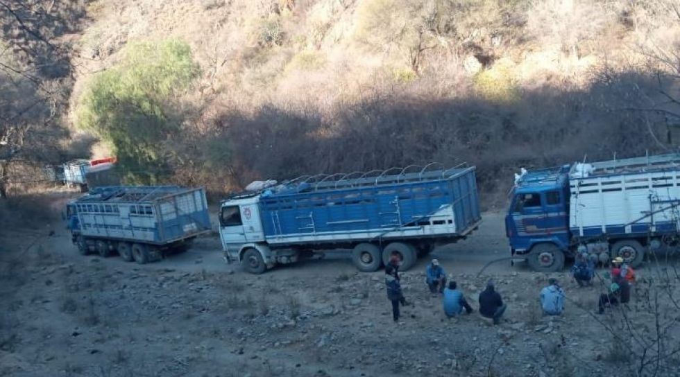 Choferes claman alimentos y agua para ellos y animales que transportan