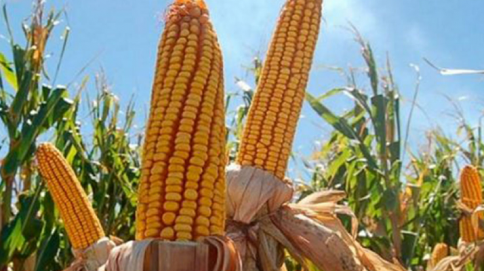 Productores de granos y oleaginosas exigen permitir uso de semillas transgénicas