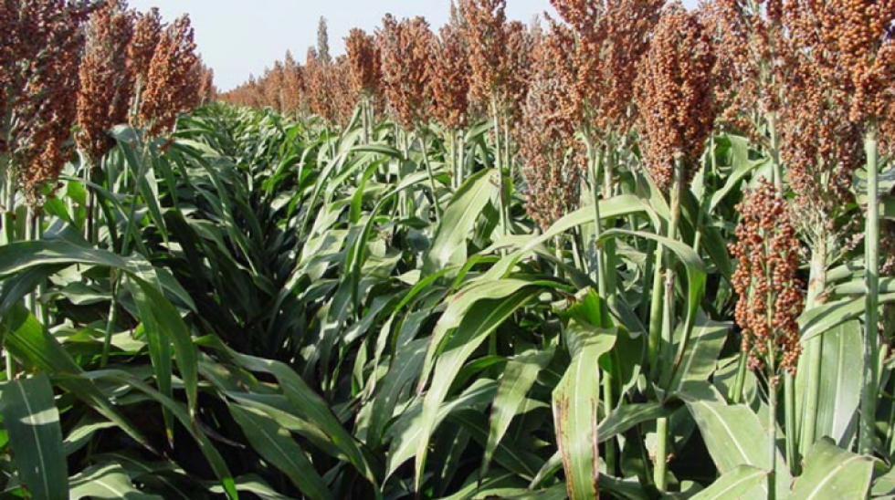 Exportaciones bolivianas de sorgo sumaron $us 35 millones en 13 años