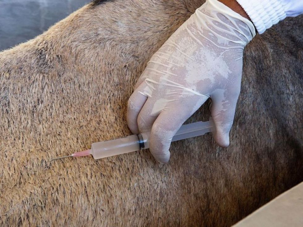 Costa Rica inicia aplicación de anticuerpos equinos a pacientes con coronavirus