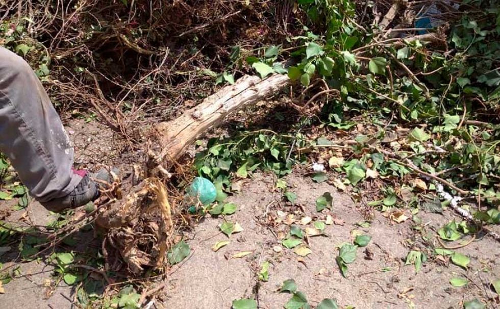 La Paz: hombre destrozó árbol frutal y deberá plantar otros 19 como sanción