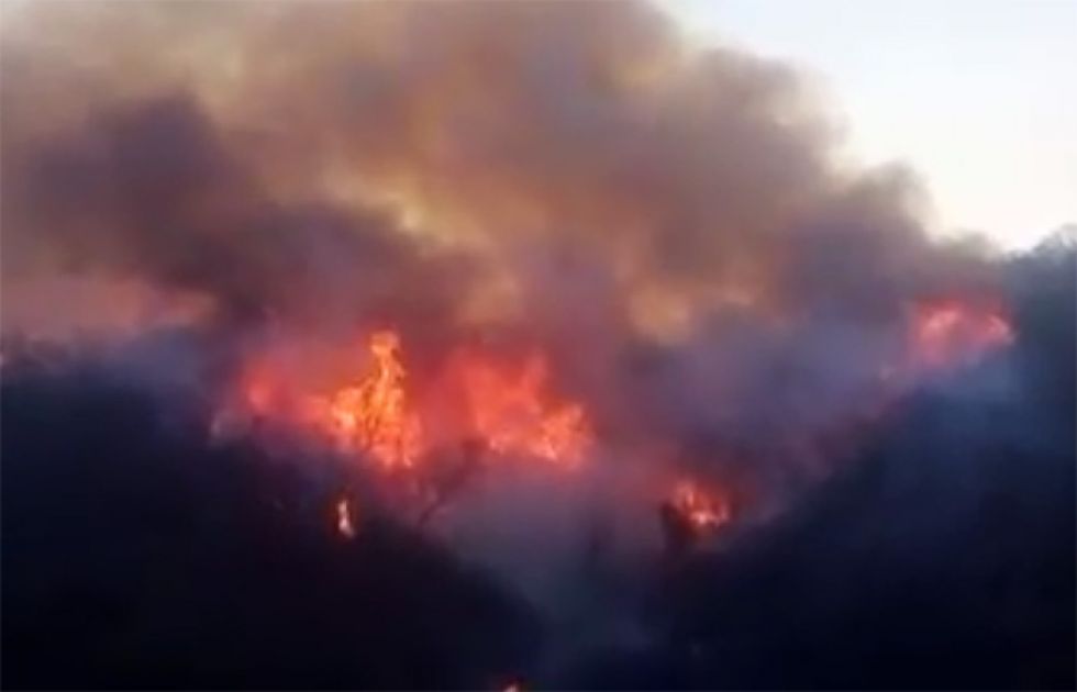 Chuquisaca: Incendio consume ricas especies de madera