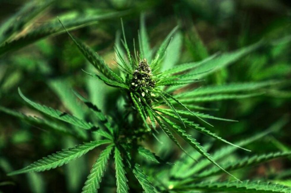 Argentina legaliza autocultivo de cannabis para uso medicinal