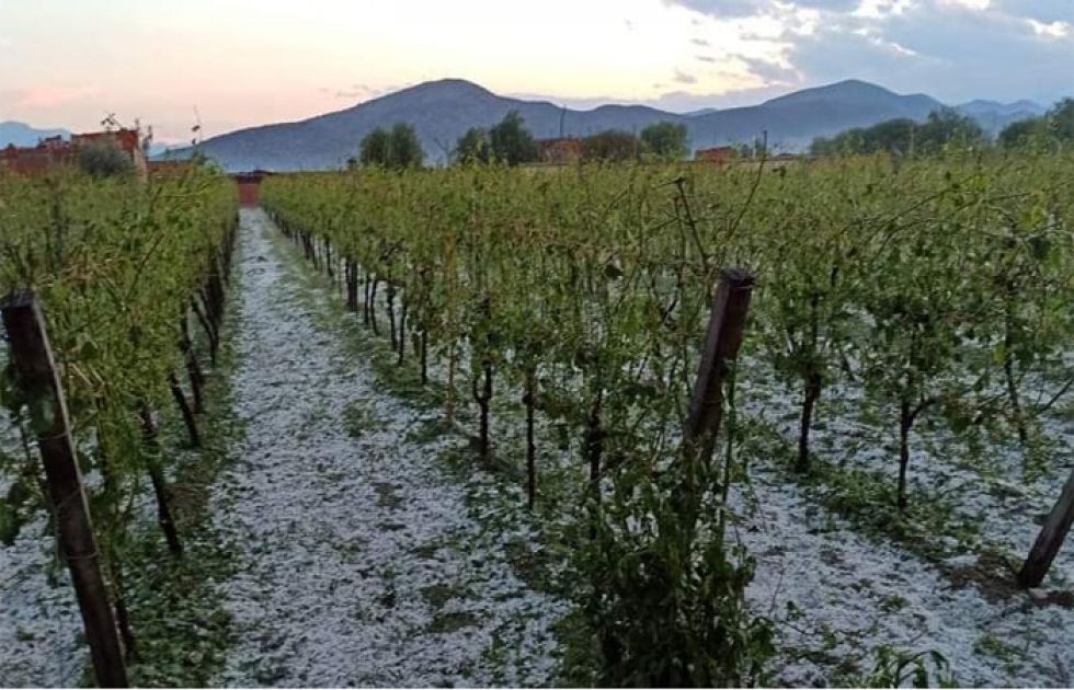 Tormenta de granizo causa pérdida de cultivos en Tarija