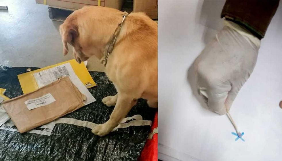 Can antidroga detecta cocaína impregnada en papel bond