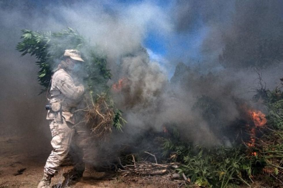 Diputados mexicanos discutirán en febrero consumo lúdico de marihuana
