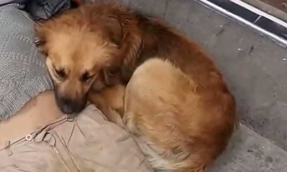 La Paz: Fallece el hombre que fue encontrado agonizando junto a su perro