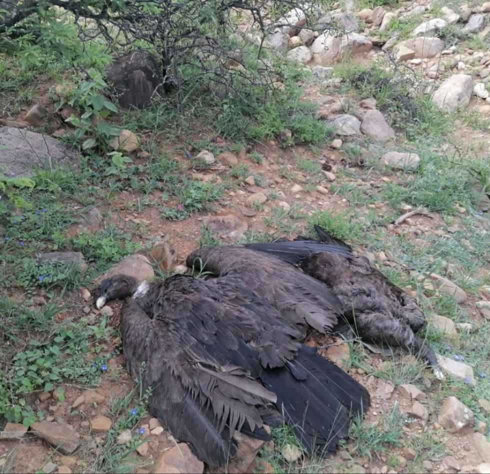 Encuentran a 30 cóndores muertos en una quebrada cerca de Tarija